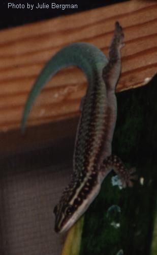 Barbori