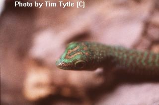 P.sundbergi