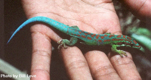 Pcepediana