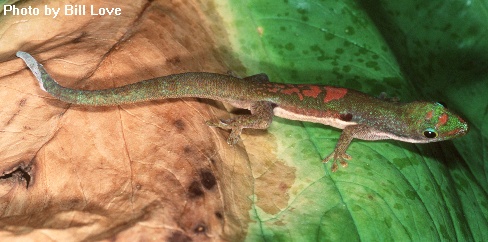 Pldorsivittata