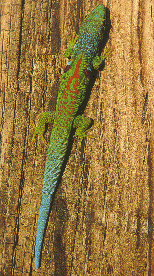 PquadLepida