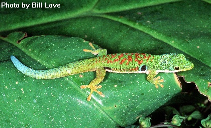 Pquadriocellatalepida
