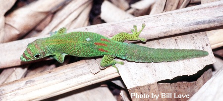Pserraticauda