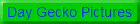 Day Gecko Pictures