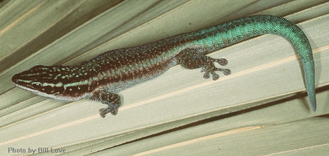 pbarbouri2bl