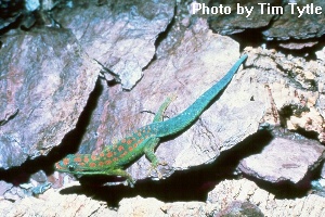 pcepediana01