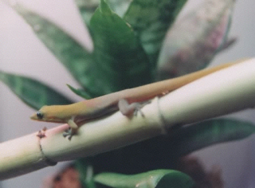 plangularis