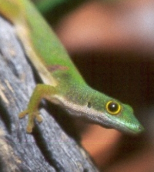 P.q.bimaculata
